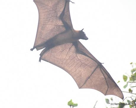 fruit bats ! swarm Triplicane !! fruit bats ! swarm Triplicane !!