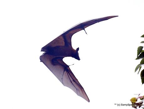 fruit bats ! swarm Triplicane !! fruit bats ! swarm Triplicane !!