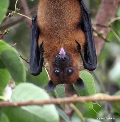 fruit bats ! swarm Triplicane !! fruit bats ! swarm Triplicane !!