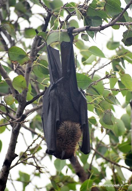 fruit bats ! swarm Triplicane !! fruit bats ! swarm Triplicane !!