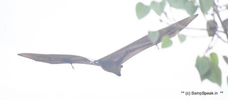 fruit bats ! swarm Triplicane !! fruit bats ! swarm Triplicane !!