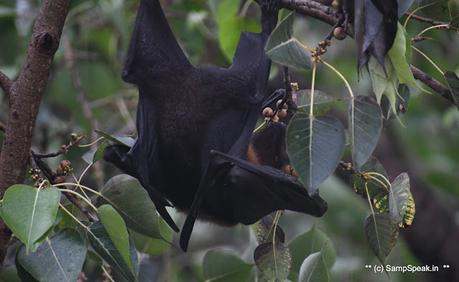 fruit bats ! swarm Triplicane !! fruit bats ! swarm Triplicane !!