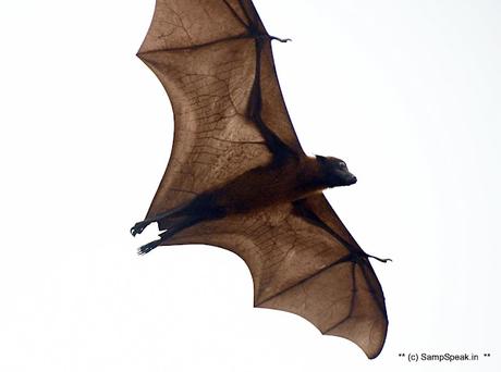 fruit bats ! swarm Triplicane !! fruit bats ! swarm Triplicane !!