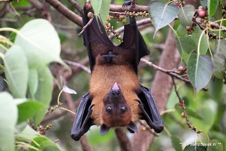 fruit bats ! swarm Triplicane !! fruit bats ! swarm Triplicane !!
