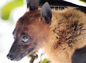 Fruit Bats Swarm Triplicane