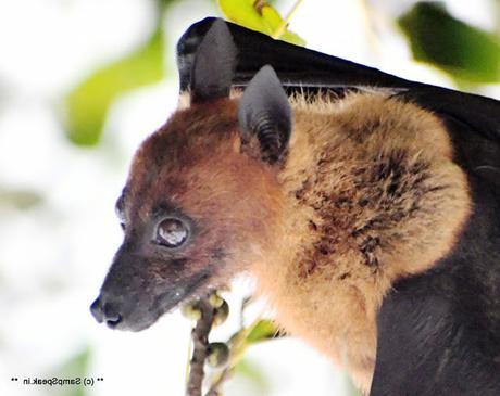 fruit bats ! swarm Triplicane !! fruit bats ! swarm Triplicane !!