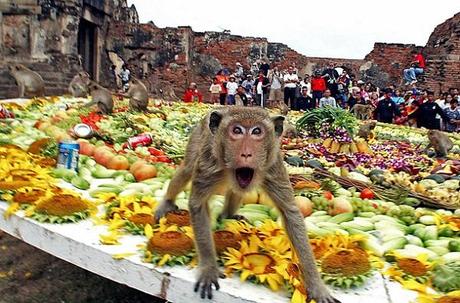 Monkey Buffet Festival, Thailand