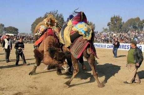 Camel Wrestling, Turkey