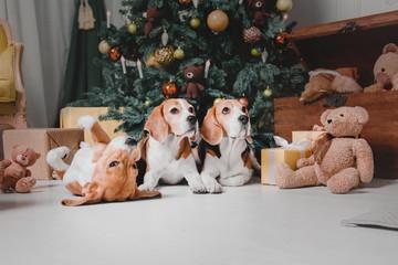 Season’s Greetings Season’s Greetings