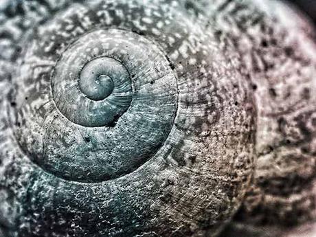 Radial pattern in Snail Shell