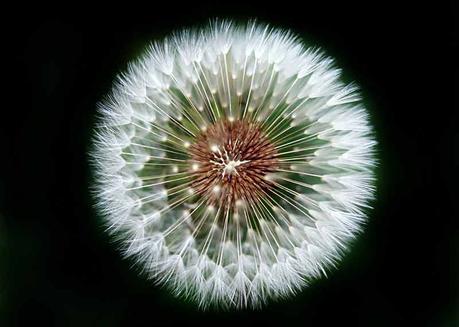 Dandelion photography