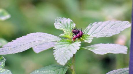 close-up catgerpillar