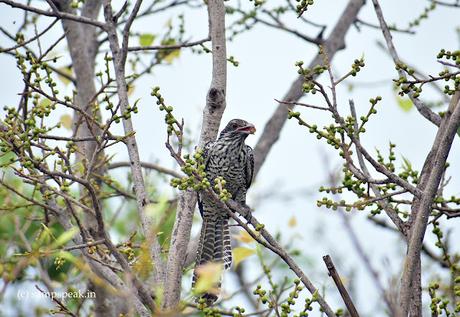 Kuyil, Cuckoo - the songbird !