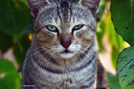 Cat Stare  -  என்னா  முறைப்பு !!!!