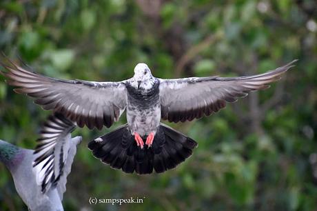 beautiful grey white pigeon -  யாரடி நீ மோகினி.. !!