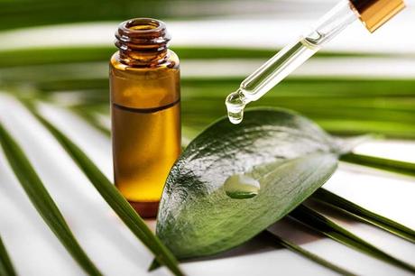 An essential oil, which has antibacterial and antifungal properties