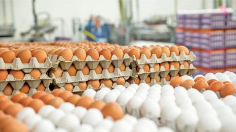 Poultry Industry Associations agree to provide eggs at Rs.55