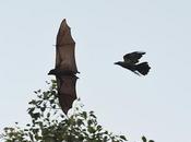 Chase Pursuit Predation