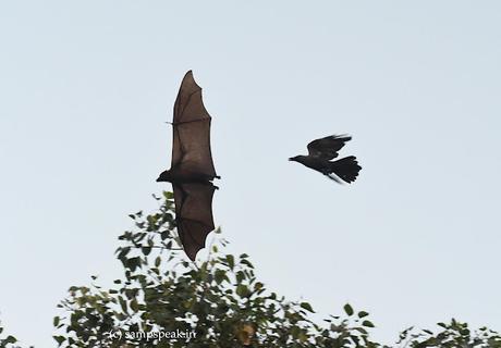 the Chase - pursuit predation the Chase - pursuit predation