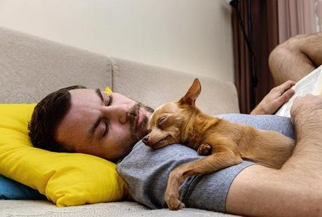 A dog sleeping in his master's arms
