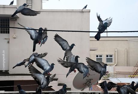 Pigeons' fluttering !