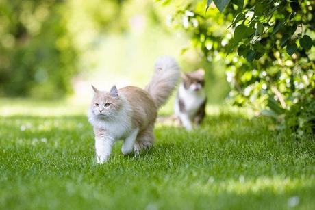 Cats and foxes will no longer defecate in your garden thanks to this trick 3 Cats in a garden