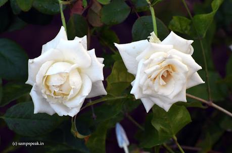 Twin White Roses !!