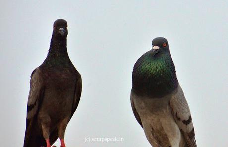 attempts to woo lady-love