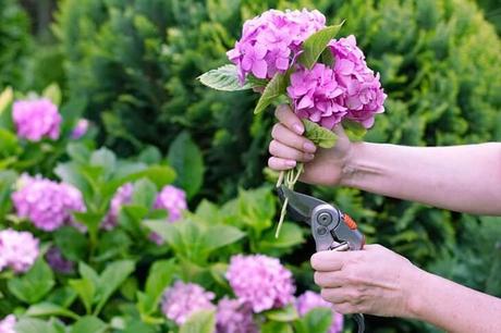 When it's cold, gardeners apply this trick for spectacular flowering of hydrangeas in spring 3 Prune hydrangeas 1