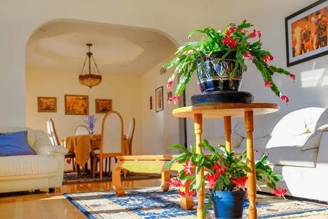 Water the Christmas cactus with this homemade preparation and admire the result. Everyone will want to know your secret 3 Christmas cactus in the center of a room