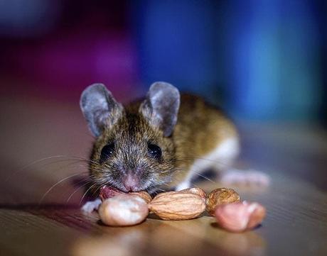 The brilliant trick to keep mice away from the house: they won't dare to come back 4 A mouse in the house