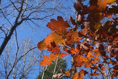 WALK IN THE WOODS: Bromley Family Nature Reserve, Chapel Hill, NC