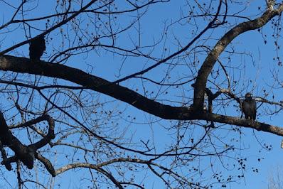 WALK IN THE WOODS: Bromley Family Nature Reserve, Chapel Hill, NC