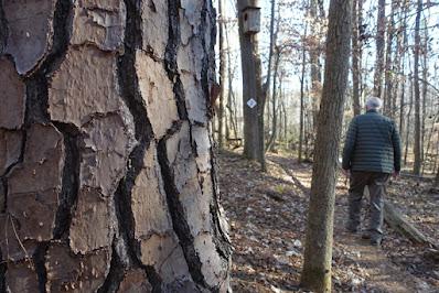 WALK IN THE WOODS: Bromley Family Nature Reserve, Chapel Hill, NC