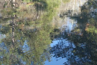 WALK IN THE WOODS: Bromley Family Nature Reserve, Chapel Hill, NC