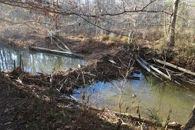 WALK IN THE WOODS: Bromley Family Nature Reserve, Chapel Hill, NC