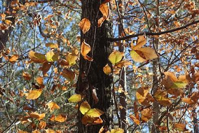 WALK IN THE WOODS: Bromley Family Nature Reserve, Chapel Hill, NC