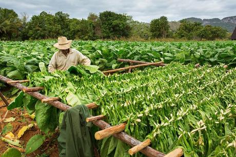 Things You Need To Know About Grabba Leaf and Fronto Leaf