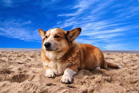 Taking your Dog to a Beach Vacation? Tips to Keep Your Dog Safe