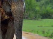 Close Shave Italian Couple Near Randenigala