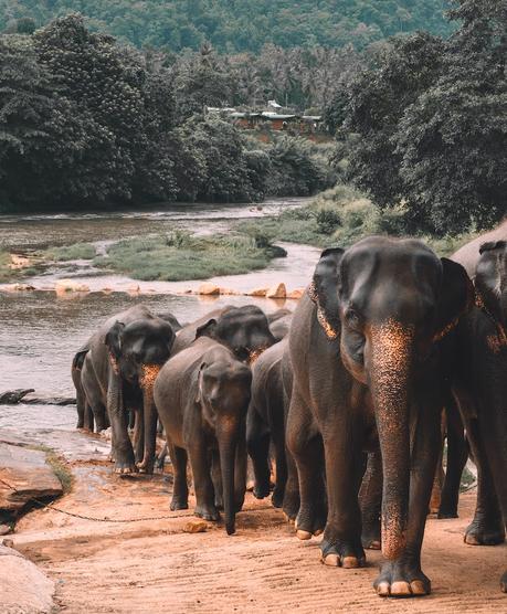 5 Wonderful Reasons to Visit Sri Lanka [And 8 Souvenirs to Bring Back]