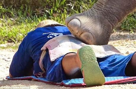 Elephant massage at Chiang Mai ~ தேனருவித் திரையெழுப்பி Courtallam