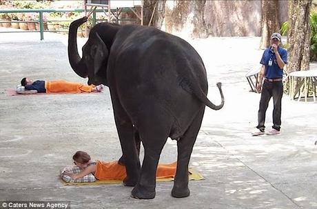 Elephant massage at Chiang Mai ~ தேனருவித் திரையெழுப்பி Courtallam