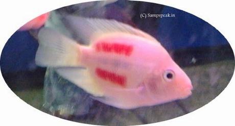 women charged with felony criminal mischief & animal cruelty for killing fish !!