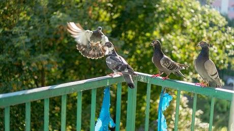 Pigeons on the balcony