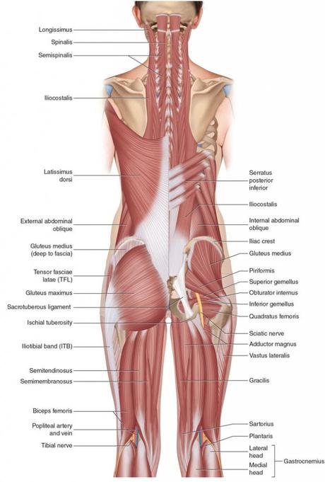 Hamstring muscle injury