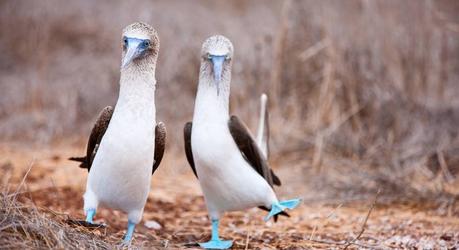 Enchanting Travels South America Tours Galapagos Boobies