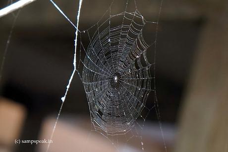 Spider .. .. ... cobweb Spider .. .. ... cobweb
