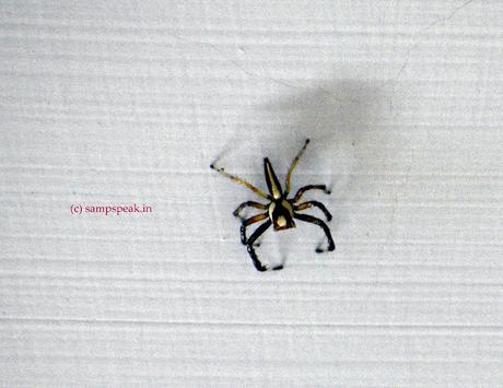 Spider .. .. ... cobweb Spider .. .. ... cobweb