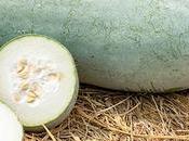 What Winter Melon? Does Taste Like? Health Benefits Melon